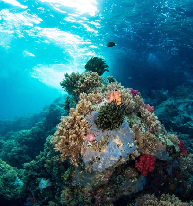 Tropical ocean landscape near the Alor archipelago